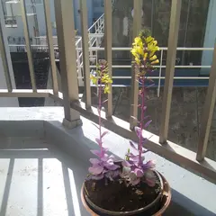 北大塚