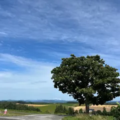 セブンスターの木