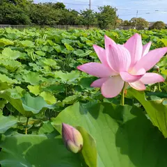 島津峯ヶ浦池公園