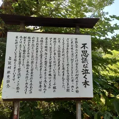 不思議な泣く木