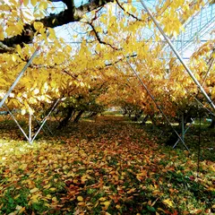 ヤマヨシ林農園