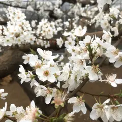 フルーツランド井上