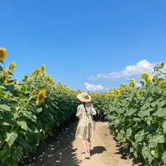 ひまわり村