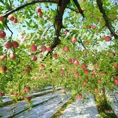 手塚郁夫りんご園