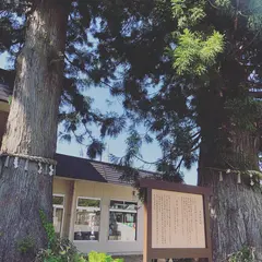 美女杉