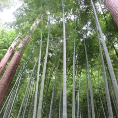 偕楽園