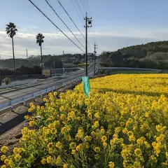 吉胡の菜の花畑