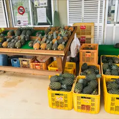 名蔵アンパルパイナップル 直売所