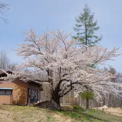 千丈石割り桜