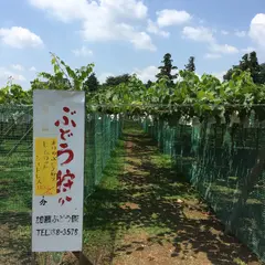 加藤ぶどう園