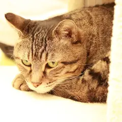 大塚シェルター 猫カフェ