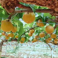 むつみ石井梨園