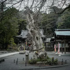 御神木 白龍の柏槙
