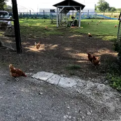 長谷川自然牧場