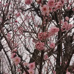 こころ西風梅苑