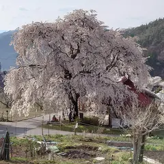 中塩のしだれ桜