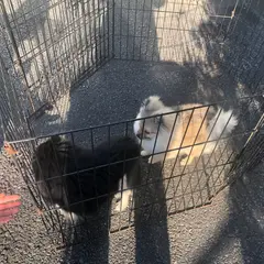 犬牧場さわべ