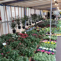 Marché aux fleurs