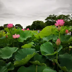 世界の蓮園