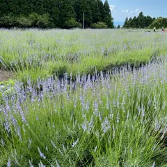 立山グリーンパーク吉峰 ハーブ園