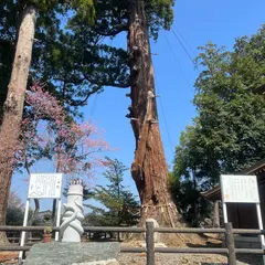 安良川の爺杉