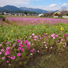 田光コスモス畑