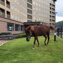 東横INN対馬比田勝