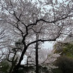 杏林大学