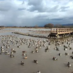 瓢湖水きん公園