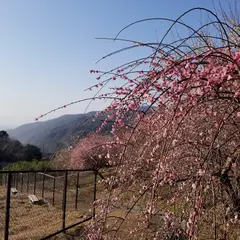 戸田新田梅林公園