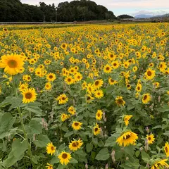 いなべ ひまわり・コスモス畑
