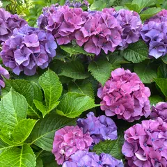 もりやま芦刈園