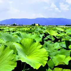 株式会社 田島蓮園