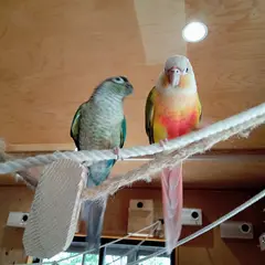 深谷花鳥カフェ