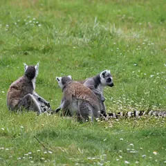 Le Parc des Félins