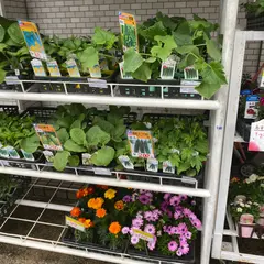 中原採種場・ナカハラのたね