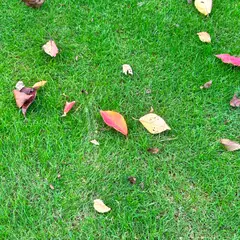ミッドタウンガーデン