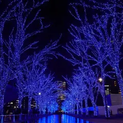 代々木公園ケヤキ並木 青の洞窟 SHIBUYA