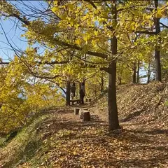 垂水千本イチョウ園