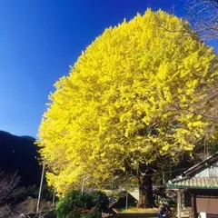 福定の大銀杏
