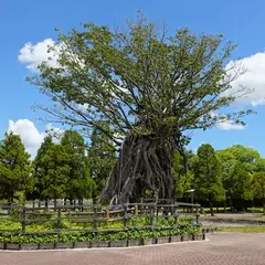 白鳥公園