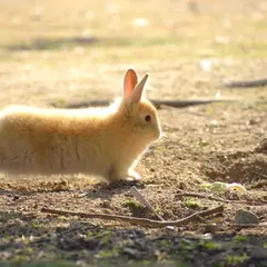 大久野島(うさぎ島)
