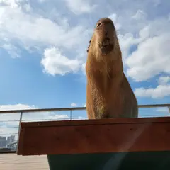 動物たちが暮らす森 アニミル お台場店