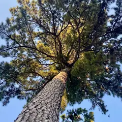 三本願い松