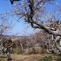 十二所果樹園