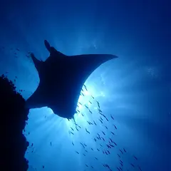 Manta Holic Kabira | マンタ ホリック 川平