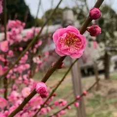 広田梅林ふれあい公園