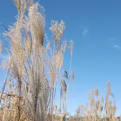 仙石原