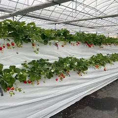 いちご狩りのベリータウン