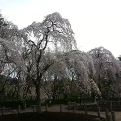 じゅんさい池公園